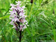 dactylorhiza_grmaculata2.JPG