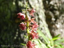 epipactis-atrorubens.JPG