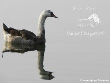 oie-cygne1.jpg