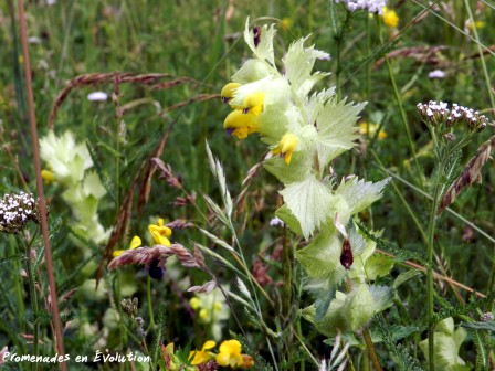 rhinanthus_alectorolophus.JPG