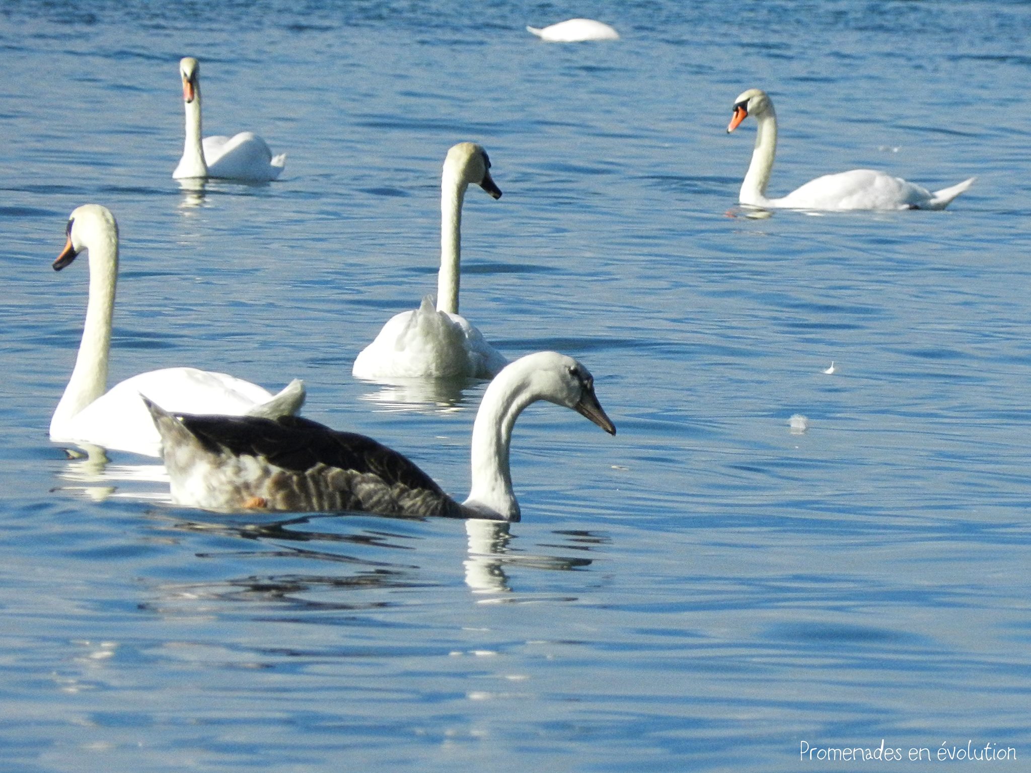 oie-cygne2.jpg