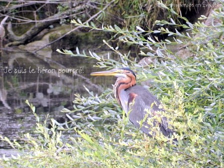 devinette-oiseau.jpg