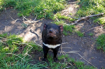 tasmanian-devil-802463_960_720.jpg