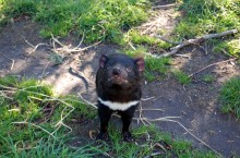 tasmanian-devil-802463_960_720.jpg